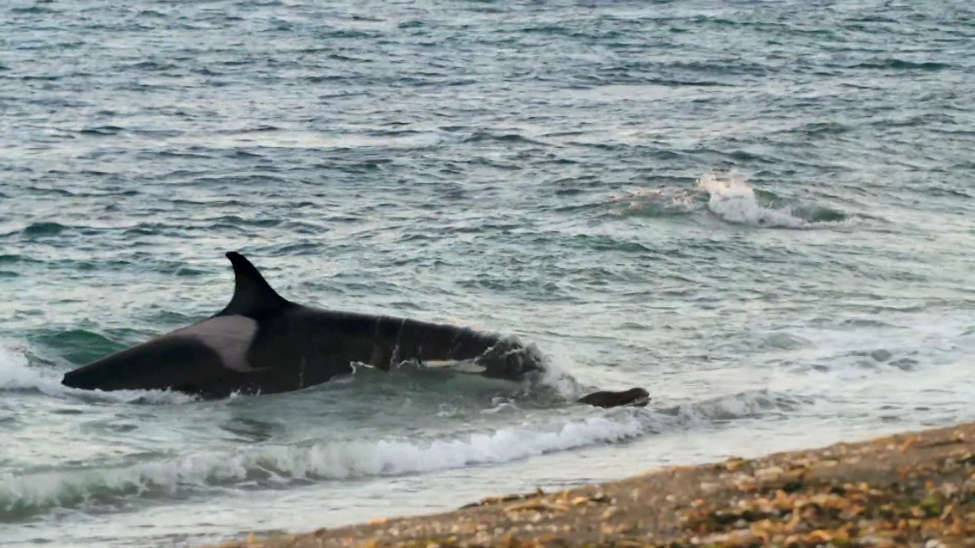 Watch the ingenious and dangerous way orcas hunt animals on land – CNN Video