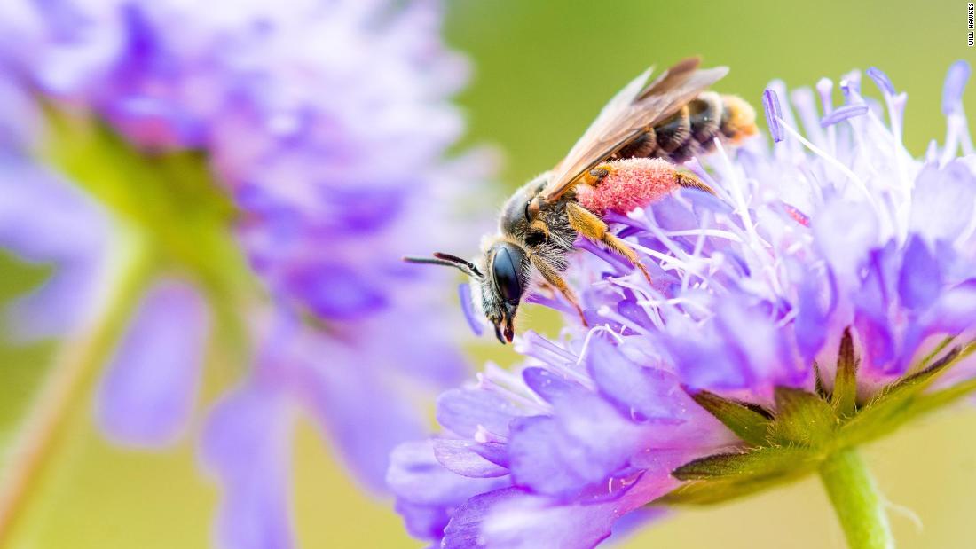 Growing a 150,000-hectare highway for the UK’s insect ‘commuters’