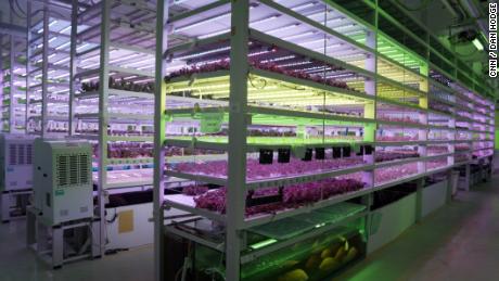 Farm66&#39;s indoor vertical farm uses an aquaponics system, where fish waste is used to fertilize the plants, and the plants filter the water for the fish tanks at the base of the tower. 