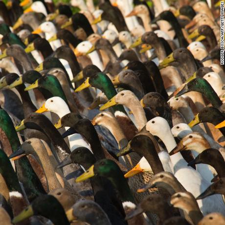 A picture taken at Vergenoegd wine estate on June 3, 2016 near Stellenbosch shows a trained duck-herd of approximately 1000 Indian Runner ducks on their way to the vineyards.
The ducks eat snails and other pests which threaten the grapevines, allowing the farm to avoid using toxic pesticides, and they also fertilise the ground with their droppings. The ducks sleep in an enclosed pen, and are herded out to the vineyards in the day, then for a swim in the dam, and then back to their pen in the late afternoon. / AFP / RODGER BOSCH        (Photo credit should read RODGER BOSCH/AFP via Getty Images)