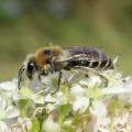 Buglife Northern Colletes 2 