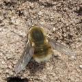 Buglife Heath Bee fly 2
