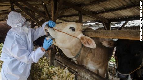 Un miembro del personal del Centro de Salud Animal revisa una vaca en Bandung, Java Occidental, Indonesia, el 17 de mayo de 2022.