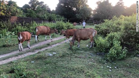 Las vacas deambulan por las calles cerca de las villas turísticas en Seminyak, una ciudad costera en el sur de Bali, el 6 de junio de 2022.