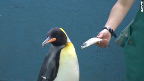 Penguins at a Japanese aquarium are being fed cheaper fish - and they aren&#39;t happy