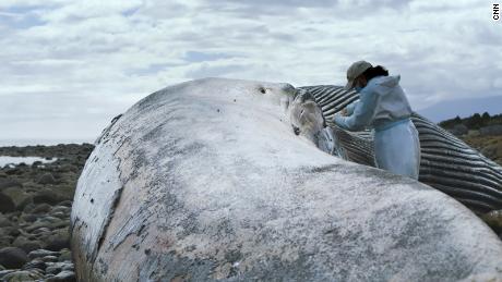 Experts investigate a suspicious blue whale death