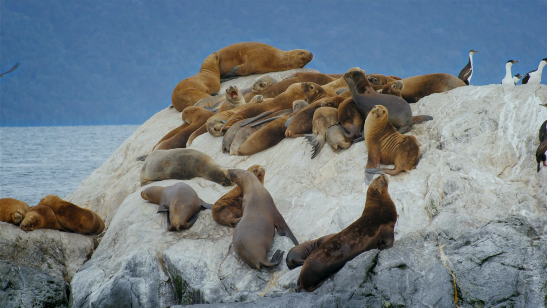 Sea lions may look lazy on land, but it’s a party under the water  – CNN Video