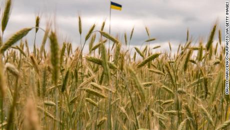 Ukrainian flag among the wheat field in Kyiv region, Ukraine. June 23, 2022 (Photo by Maxym Marusenko/NurPhoto via Getty Images)