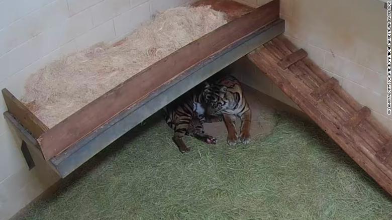 Oklahoma City Zoo rejoices with birth of critically endangered Sumatran tiger twins