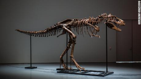 The Gorgosaurus fossil is mounted to show how the dinosaur walked on two hind legs.