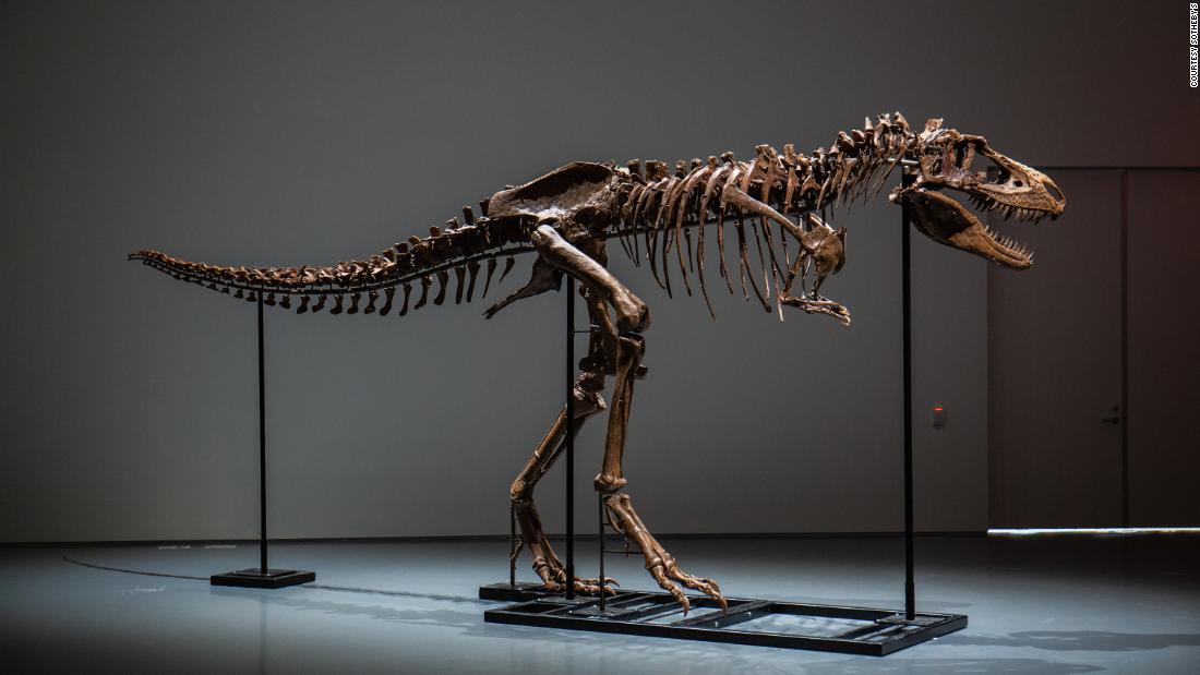 Whoever bought this giant Gorgosaurus fossil gets to name it, too - CNN  Style