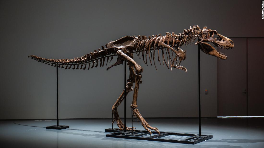 This giant Gorgosaurus fossil is being offered for public auction – CNN