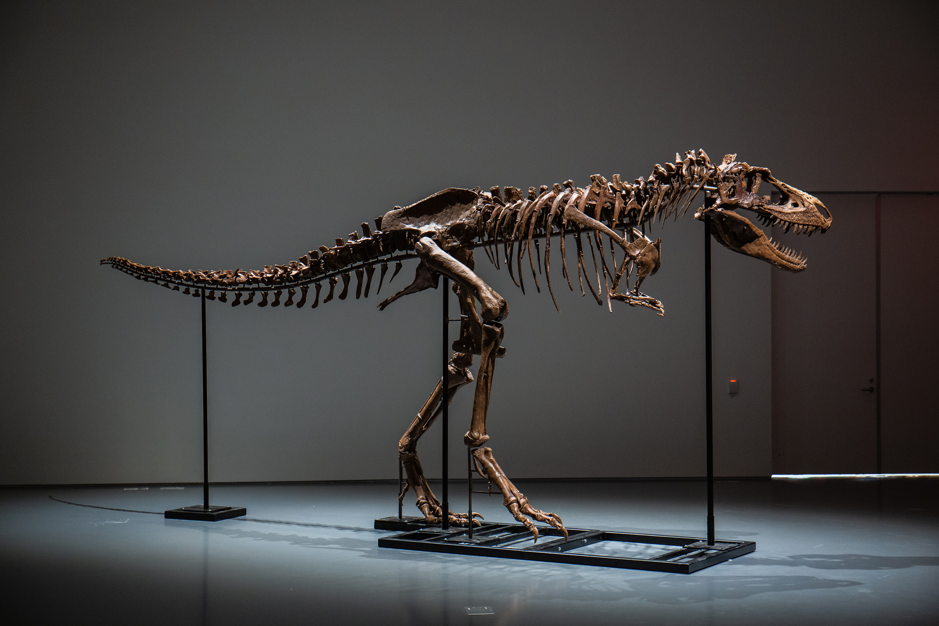 Whoever bought this giant Gorgosaurus fossil gets to name it, too - CNN  Style