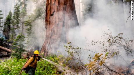 A firefighter protects a sequoia tree from the Washburn Fire in Yosemite National Park.