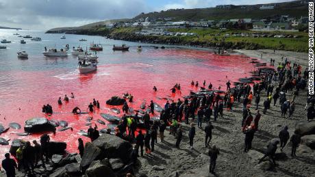 People gather in front of the sea during a pilot whale hunt in Torshavn, Faroe Islands on May 29, 2019.
