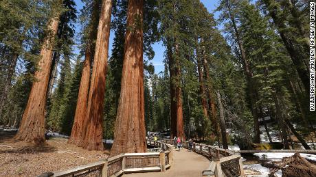 Sequoias: Why these giants of the tree world, under threat of wildfires, are so special