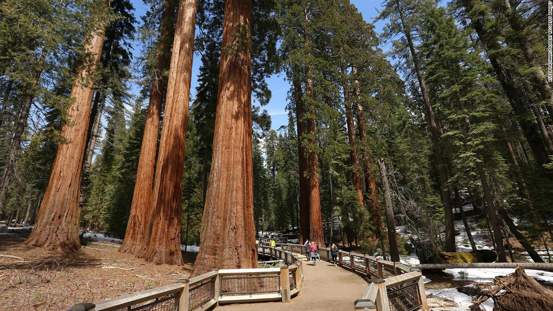 Sequoias: Why these giants of the tree world, under threat of wildfires, are so special