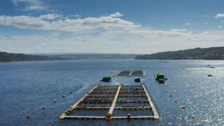 A salmon farm in the waters off Chilean Patagonia is shown. 