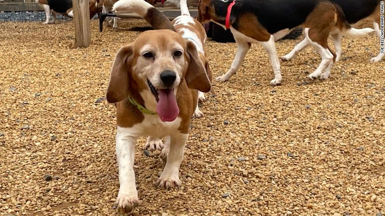 4,000 beagles will be rescued from a Virginia breeding facility