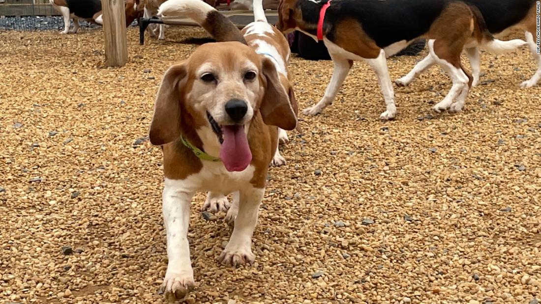 4000 beagles rescued by humane society and other rescue groups from Virginia testing facility  – CNN Video