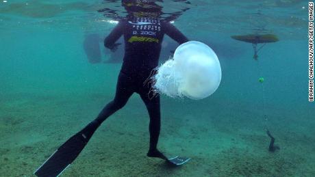 A free-diver swims with jellyfish in the Mediterranean Sea off the shore of Lebanon&#39;s northern coastal city of Tripoli on July 12. Experts have said that the invasive jellyfish species &quot;Rhopilema Nomadica&quot; has been entering the sea through the Suez Canal from the 1970s onwards but more have entered with the Canal&#39;s expansion. The species is becoming a threat to the Mediterranean ecosystem, scientists have warned. 