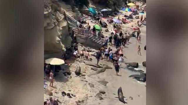 Gemist: Watch California beachgoers flee from sparring sea lions