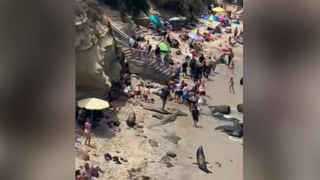 Beachgoers flee sparring sea lions in viral video: 'Godzilla is chasing  them', US news