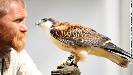 Vultures abound: Birds of prey used in open fields to scare off troublesome seagulls