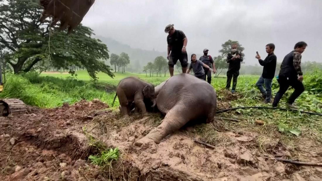 An elephant fainted trying to protect its calf. See how vets revived her – CNN Video