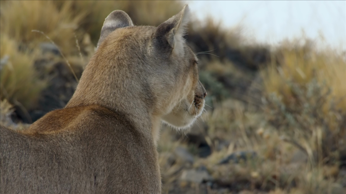 Deadly game of hide and seek: See how pumas hunt – CNN Video