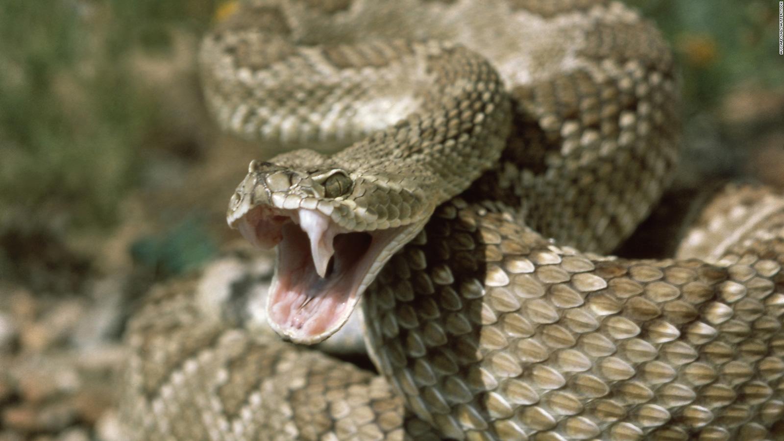 are rattlesnakes afraid of humans