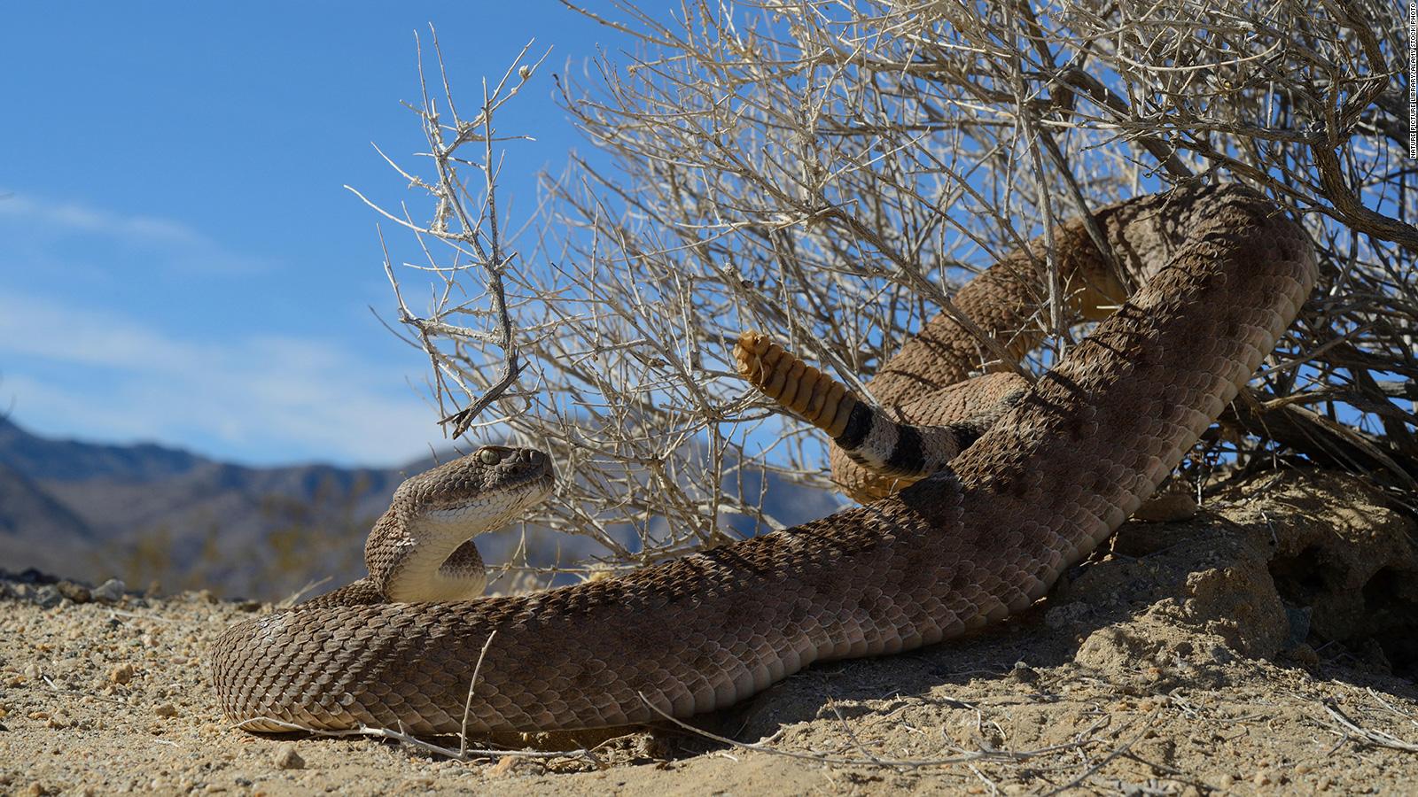can a dog survive a rattlesnake bite