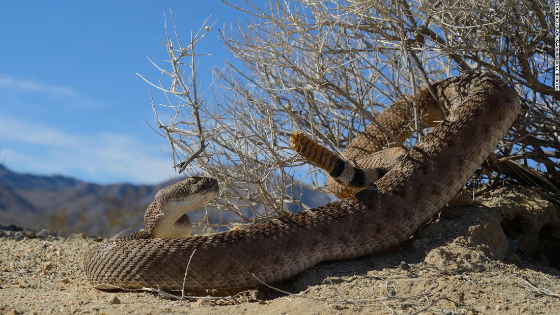 Find out how to survive a rattlesnake chew — or higher but, keep away from one