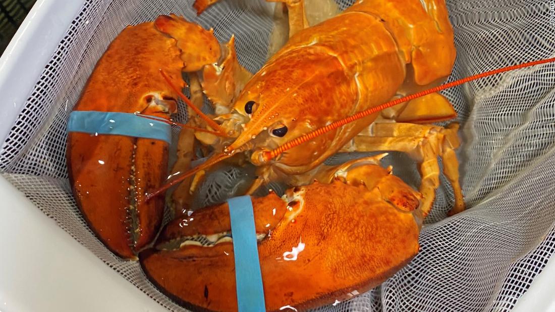 A super-rare orange lobster named Cheddar was saved from becoming seafood