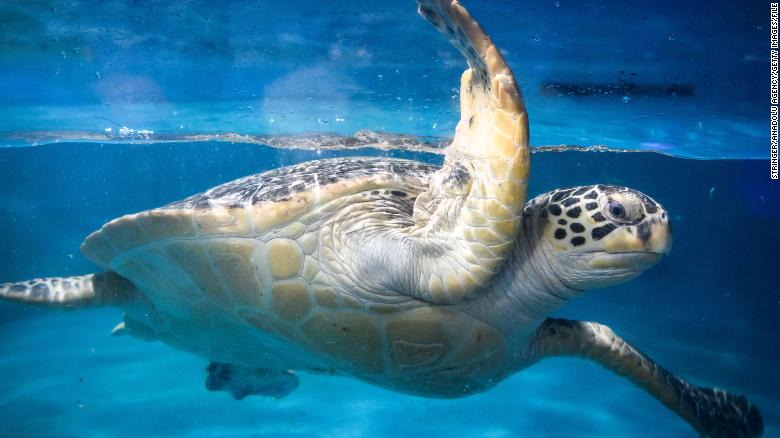 At least 30 endangered green sea turtles found with ‘bleeding’ neck wounds in Japan
