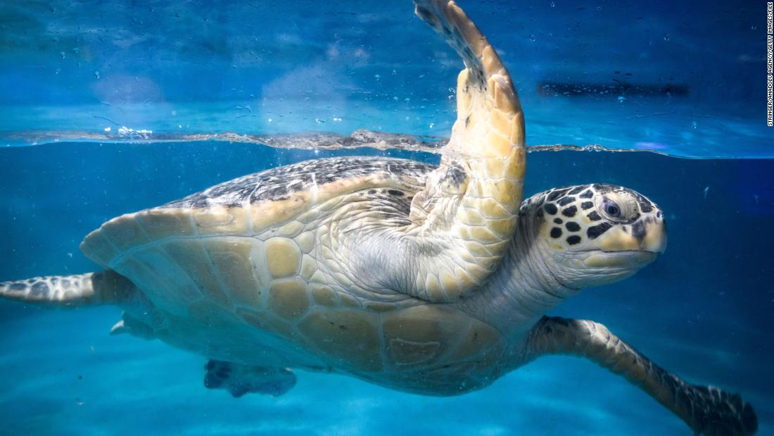 At least 30 endangered green sea turtles found with ‘bleeding’ neck wounds in Japan