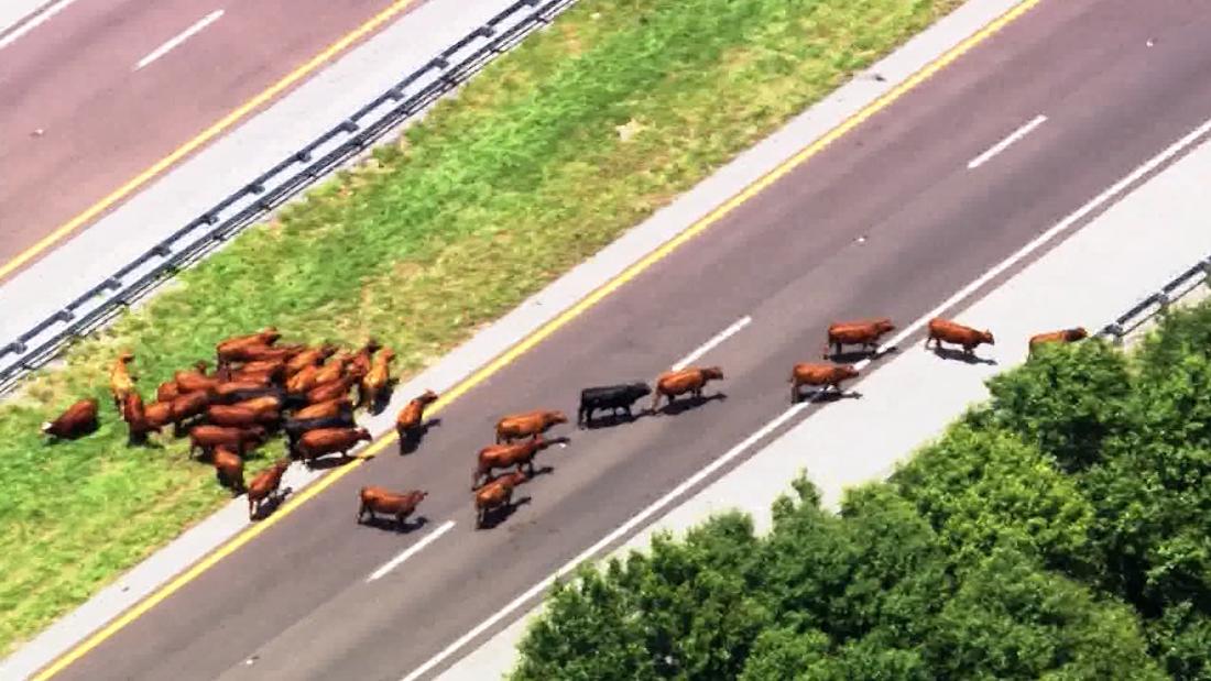 70 cows escape trailer fire, block Florida Turnpike in Osceola County – CNN Video
