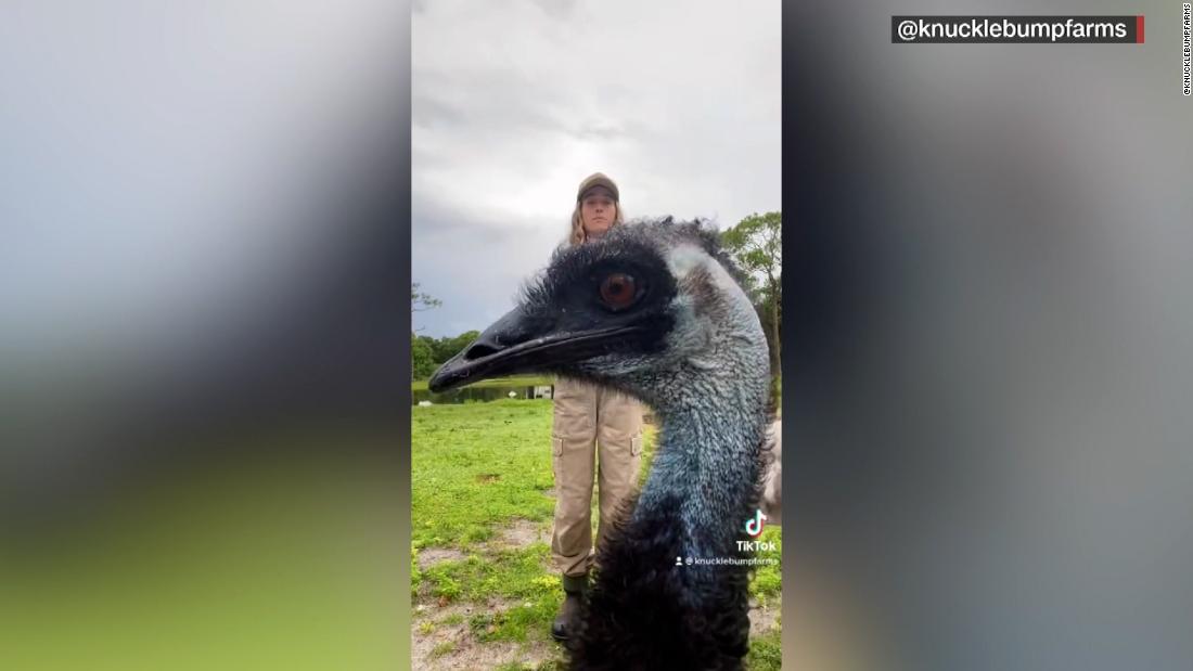 Watch: ‘Emmanuel, don’t do it!’: iPhone-hating emu goes viral – CNN Video