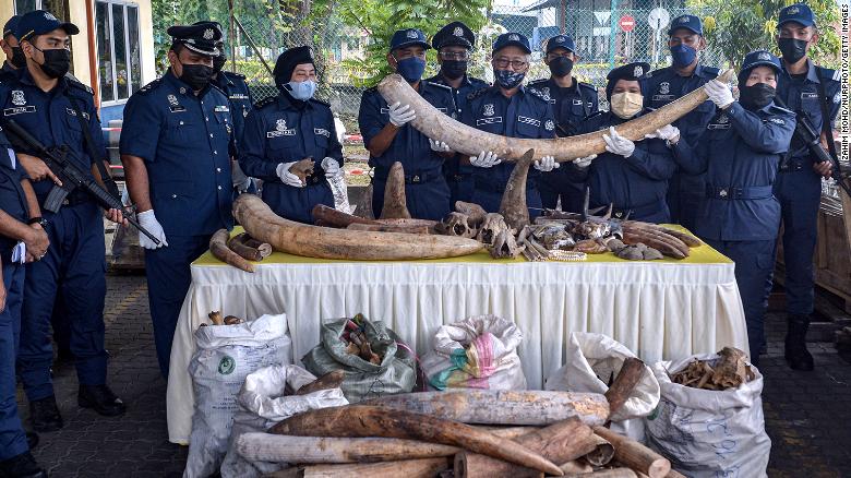 Malaysia seizes $18 million worth of elephant tusks, tiger bones and other trafficked animal parts