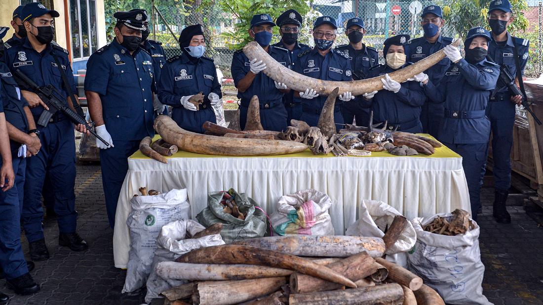 Malaysia seizes six tonnes of illegally trafficked animal parts