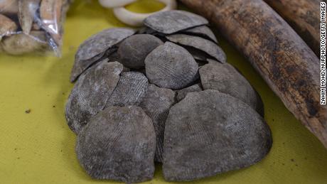 Seized pangolin scales displayed in Port Klang, Malaysia, on July 18.