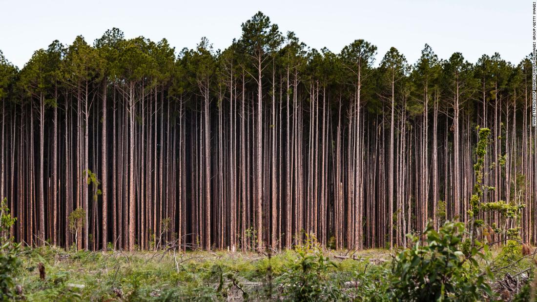 Australia’s environment is ‘poor and deteriorating’ says damning new report