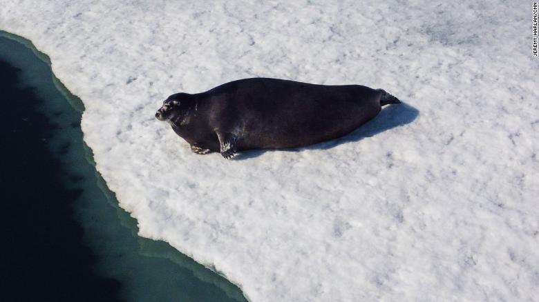 A seal on sea ice.