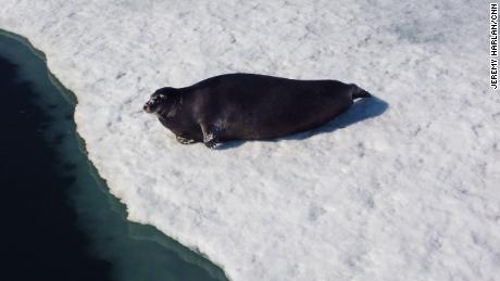 Una foca en el hielo marino.
