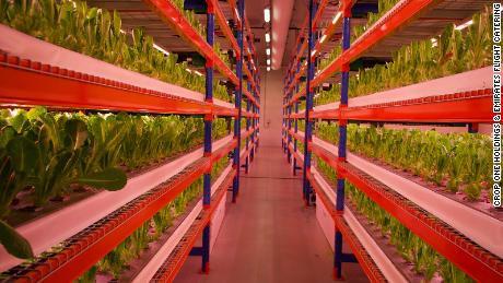 Produce vegetates on CropOne&#39;s multi-tier growing racks in Dubai.