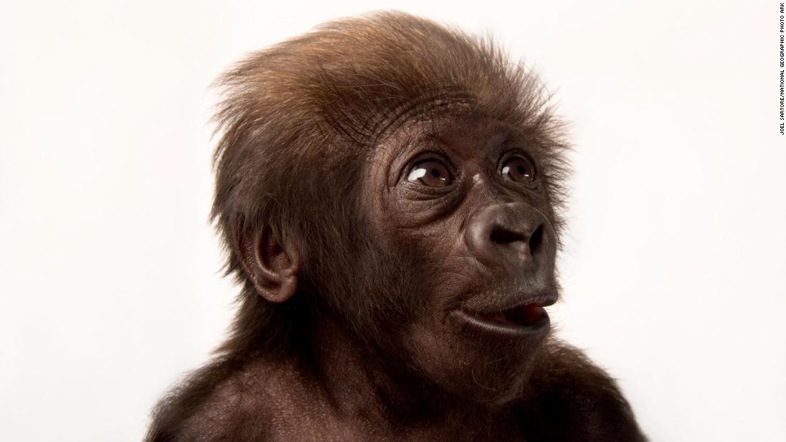 Joel Sartore’s mission to {photograph} 20,000 species