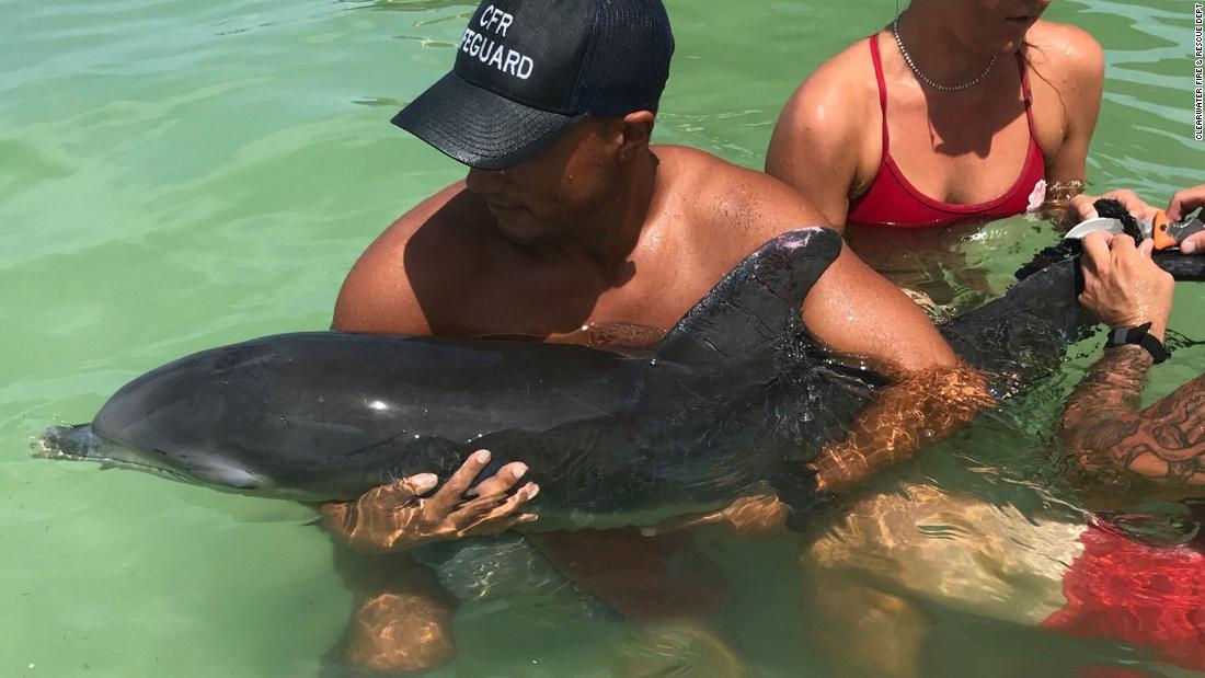 young-dolphin-rescued-after-getting-tangled-in-crab-trap-under-florida-pier