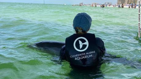 A rescue team attempted to reconnect the young dolphin with its mother.