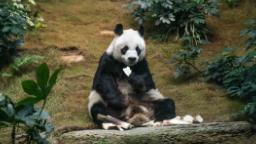 220721005313 01 worlds oldest male panda an an dies at 35 hp video World's oldest male giant panda dies at age 35