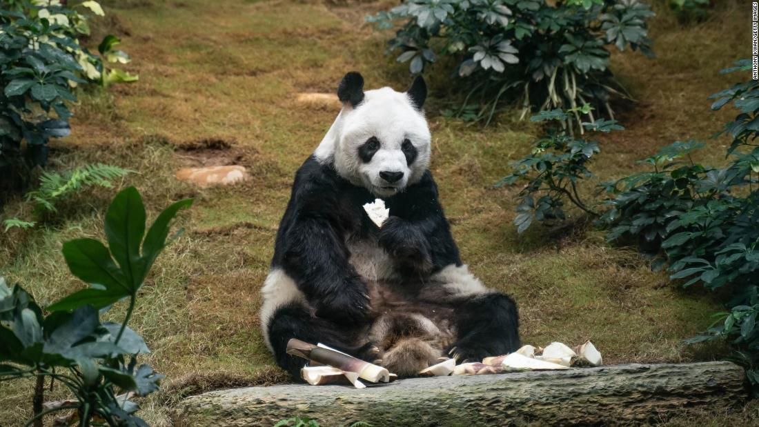 World’s oldest male giant panda dies at age 35 – CNN